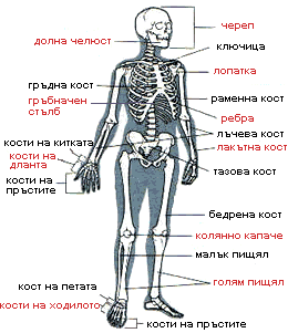 кости в човешкото тяло